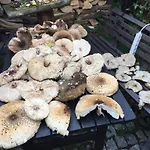 Walpusz - Mazurski Z Dusza Дом отдыха Щитно