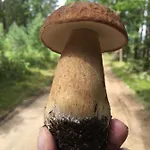 Walpusz - Mazurski Z Dusza * Щитно