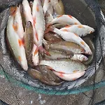 Walpusz - Mazurski Z Dusza Щитно