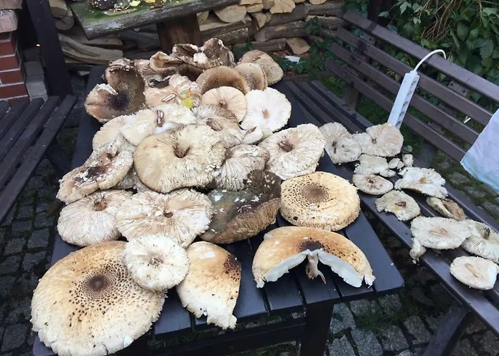 Walpusz - Mazurski Z Dusza Dom wakacyjny Szczytno (Warmian-Masurian)