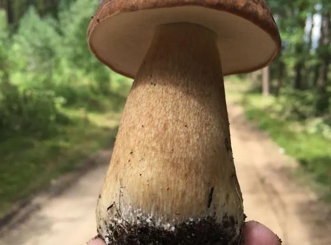 Walpusz - Mazurski Z Dusza * Szczytno (Warmian-Masurian)